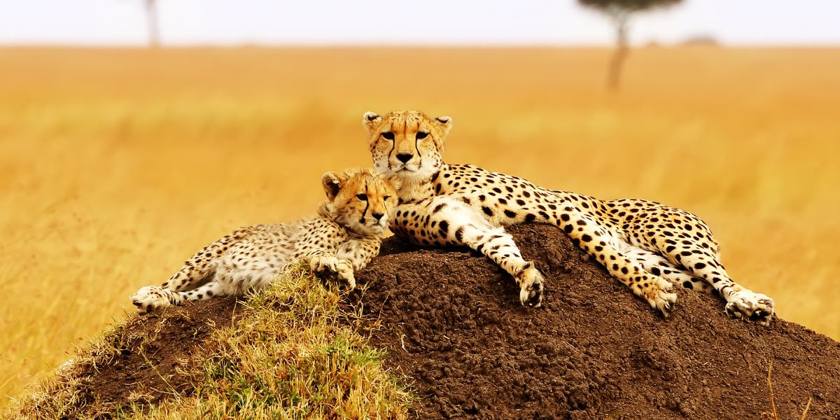 Cheetahs in Maasai Mara National Park